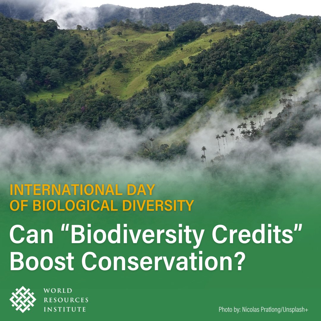 🌳 The Bosque de Niebla cloud forest in Colombia is a #biodiversity hotspot, home to unique species like the yellow-eared parrot & spectacled bear. Learn how projects like #BiodiversityCredits can help to preserve their habitats on #BiodiversityDay👉 bit.ly/3ViDiGG