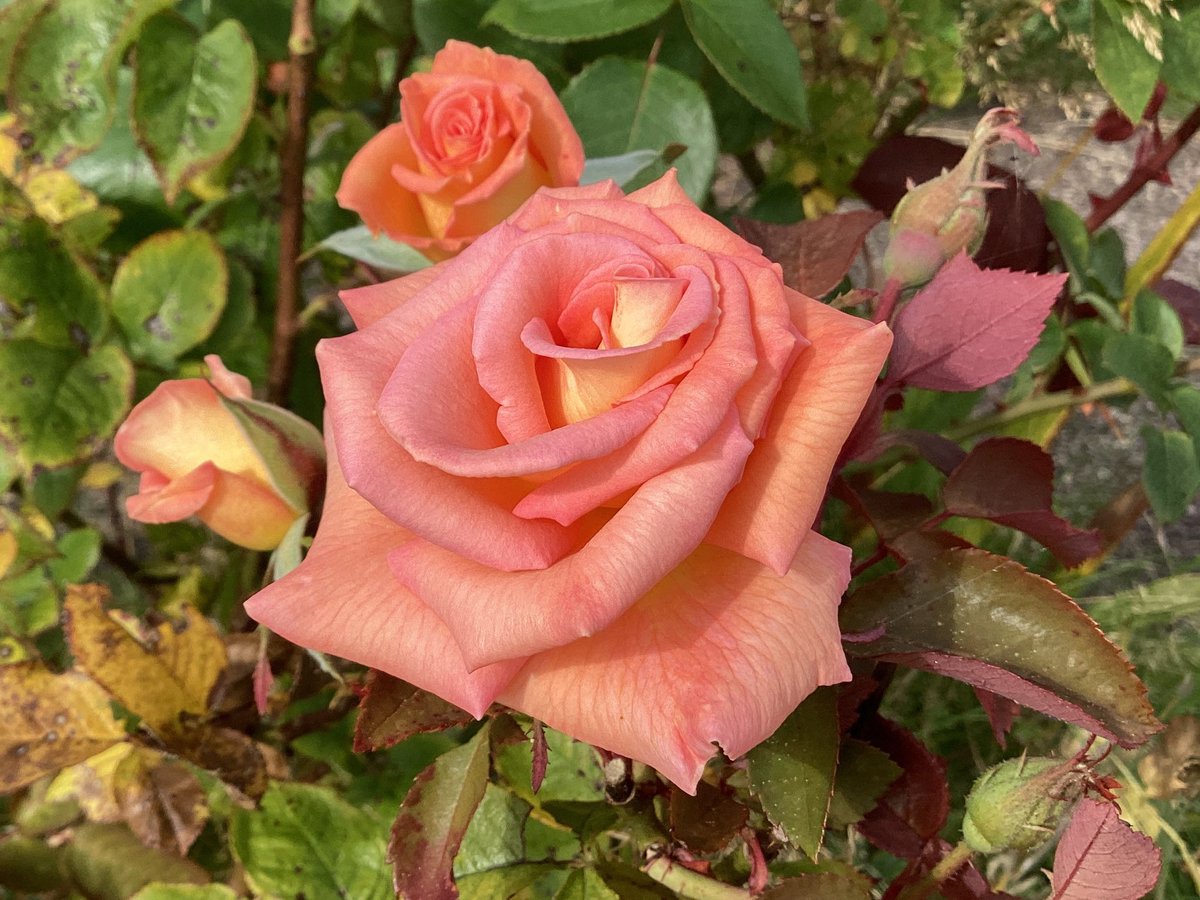 #GoodnightTweetHearts A pretty pink rose to say goodnight to #RoseWednesday sleep well #FlowersOfTwitter #WednesdayMood