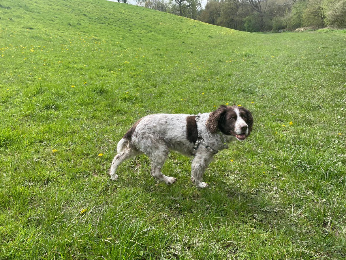 billbraviner's tweet image. Run free, best girl. RIP #RubyDog 😥