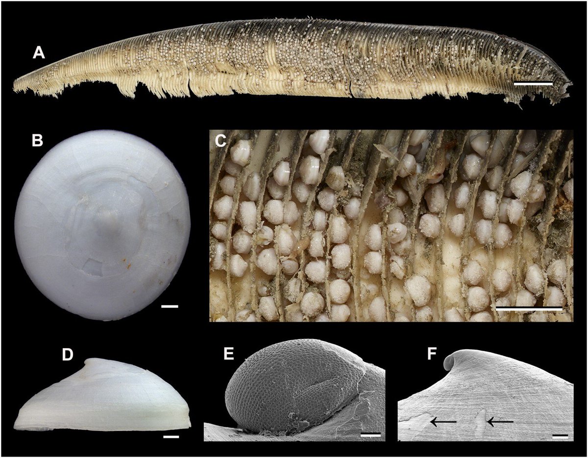 NickLongrich's tweet image. I just find this so wild. There is a species of limpet and its habitat is baleen on whalefalls, and its diet is rotting baleen. The evolution of baleen whales created this niche that had never existed before, and then something evolved to fill that niche...
