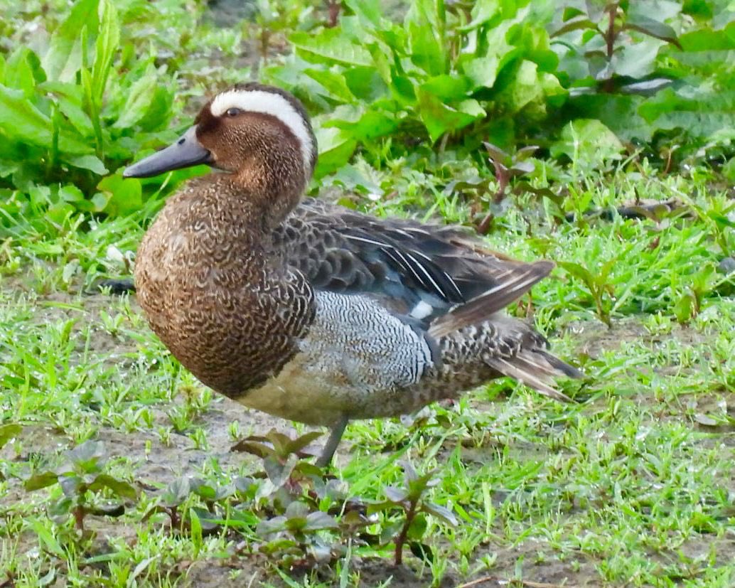 The Stockers Farm flood field Garganey was showing well this evening. Dunlin also present plus a flyover Cuckoo #hertsbirds