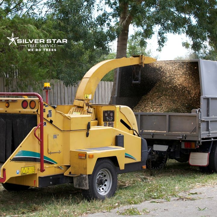 SilverStarTree1's tweet image. Chipping
With our equipment we can chip up to 10 inches in diameter directly on site. Chipping is billed per hour with a minimum of one hour.

Learn More: zurl.co/y0dw
Call Us:  (250)-550-5308

#silverstartreeservice
#vernontreeservice