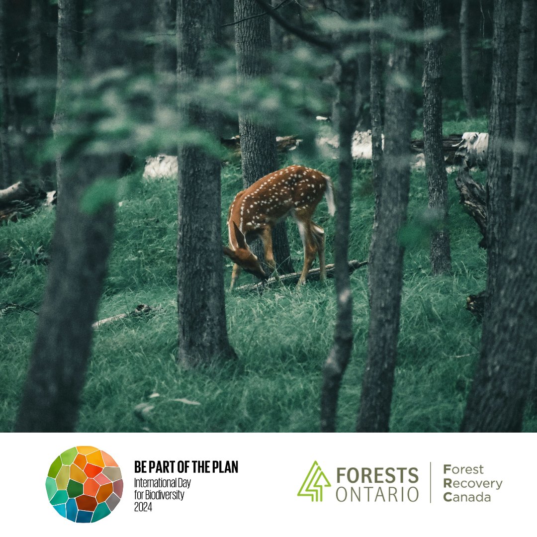 Today is #BiodiversityDay! Forests Ontario’s comprehensive restoration initiatives help to support biodiversity. @opg has generously committed to match donations made to Forests Ontario up to a total maximum of $10,000! Learn more and donate today! ow.ly/Lghx50RRHuN