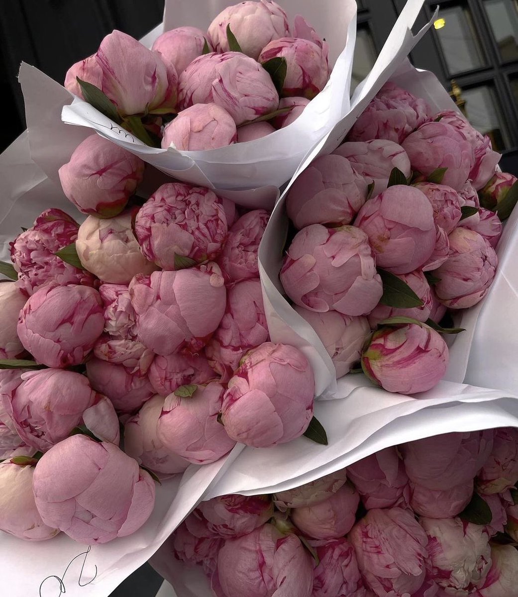 modernlilithh's tweet photo. peonies 🌺 https://t.co/g0p4LVGp1H