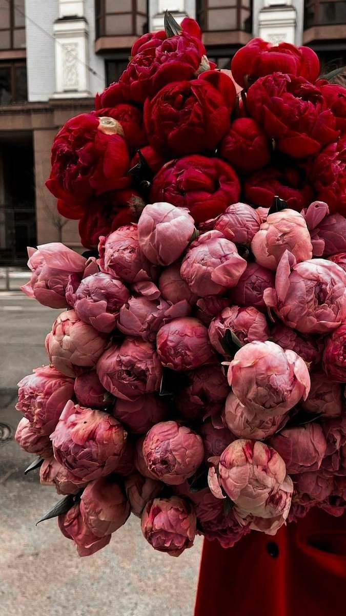 modernlilithh's tweet photo. peonies 🌺 https://t.co/g0p4LVGp1H