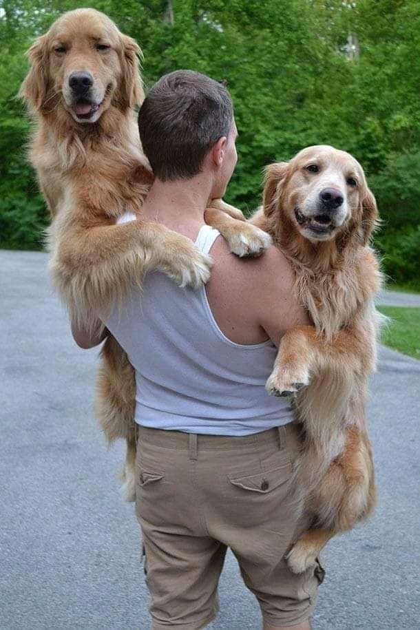 Goldenretrievea's tweet photo. Our 2 year old Dyson (left) with his 4 year old step brother. https://t.co/xNSF6Fqhsl