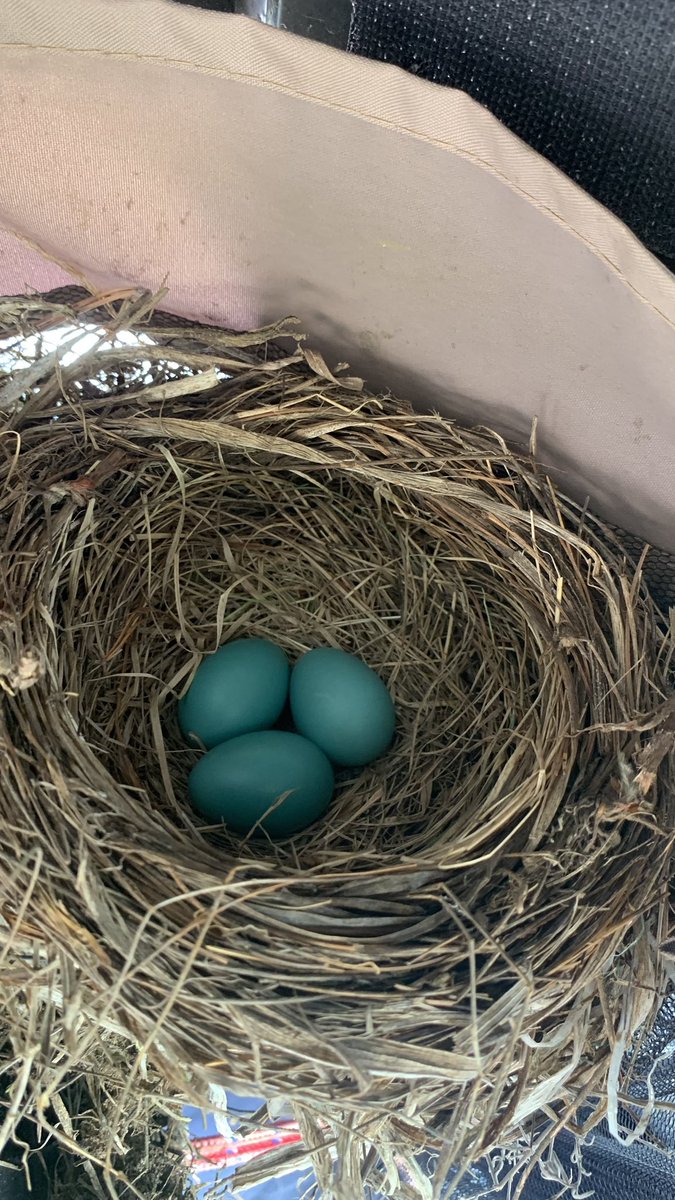 Well hello there my new tenants and neighbours. Secure under a metal gazebo far from cats and raccoons. 🐣🐣🐣