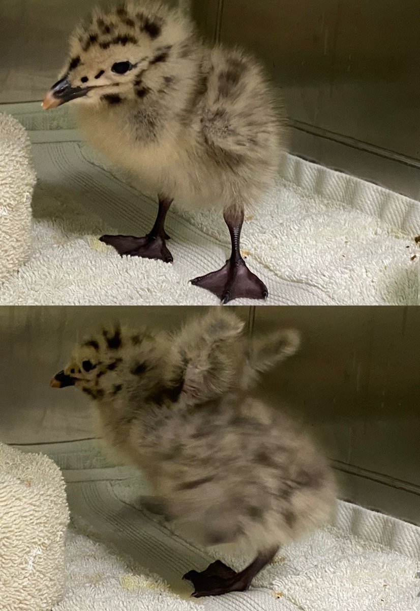 What a fluffy little fella! This Gull chick was unfortunately attacked by a cat in Liverpool, so is now on a course of antibiotics. It wasn’t long before he started eating for himself, but he will stay with us until big enough to be released back to the will ❤️ @RSPCA_official
