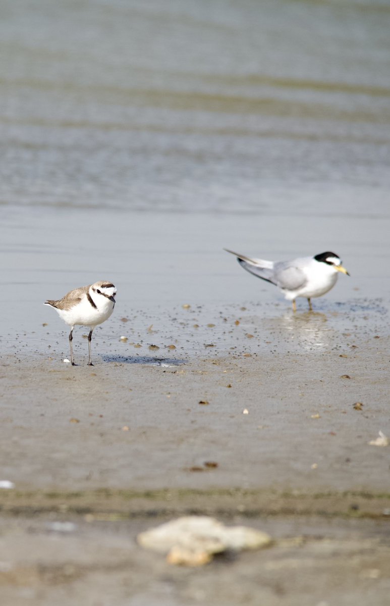 Kentish plover & Little tern #birdphotography #birdwatching #BirdsSeenIn2024 #BirdsOfX #nature撮影会 #naturelovers #NaturePhotography #naturetherapy #Sigmaライバー #wildlifephotography #GardeningX #nikonphotography #nikonz6ii #hangitür