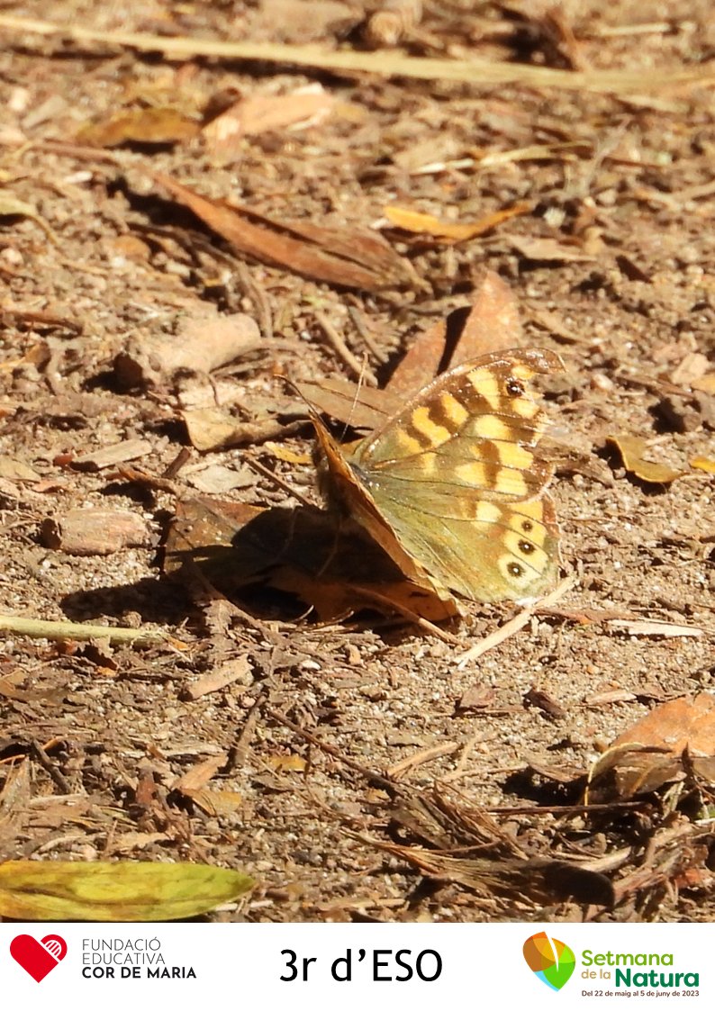 tecnocompte's tweet photo. Sortida de Naturalística a la Desembocadura del Gaià #SetmanaNatura (2) https://t.co/JJZrEgEoTJ