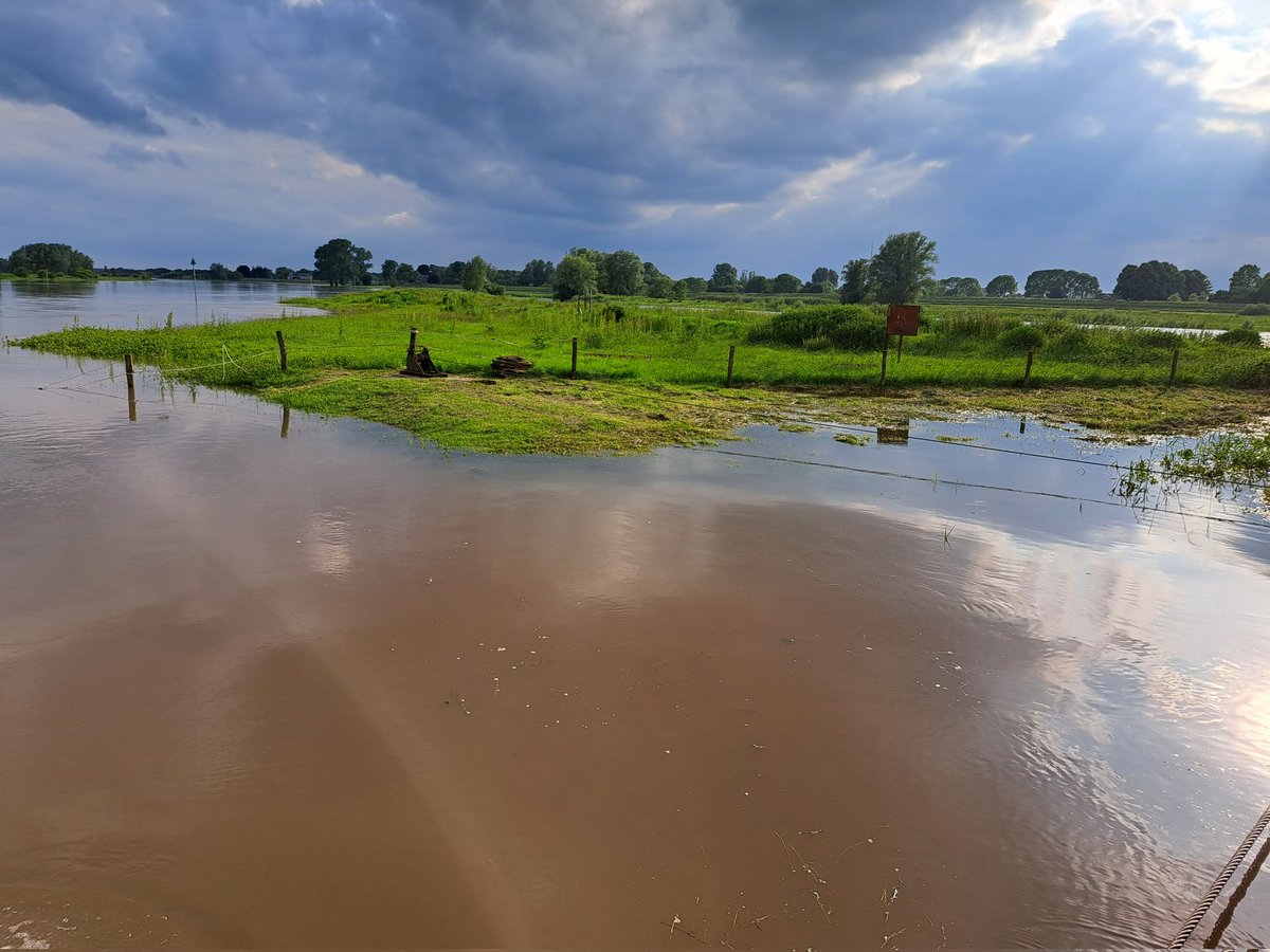 Hoog water op de IJssel in een bijzondere periode!
En er komt nog een halve meter bij... sommige vogels hebben het moeilijk. Sommige maispercelen ook!