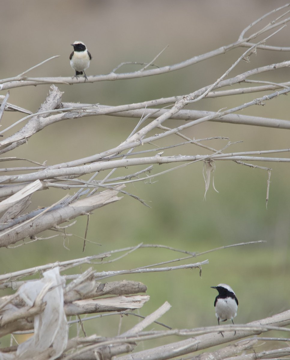 Eastern black-eared wheatear - Oenanthe melanoleuca - Karakulaklı kuyrukkakan #BirdsSeenIn2024 #birdphotography #birdwatching #BirdsOfX #NaturePhotography #naturelover #naturetherapy #GardenersWorld #GardeningX #wildlifephotography #nikonphotography #SigmaFP #NikonZ6ii #hangitür