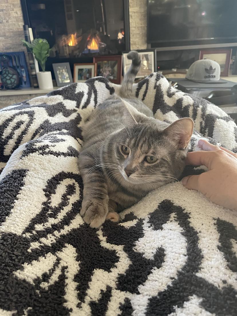 TanisElevates's tweet photo. It has taken over a year for me to earn her trust… Sometimes, in relationships, you need to give people (or animals) space and let them move at their own pace. 💓⁠
⁠

#TinkTheShelterCat #KittyLove #Trust ⁠
#CatMom #CatLover⁠
#ElevateYourCommunication #TanisRoeder https://t.co/XxrKuX1fiZ