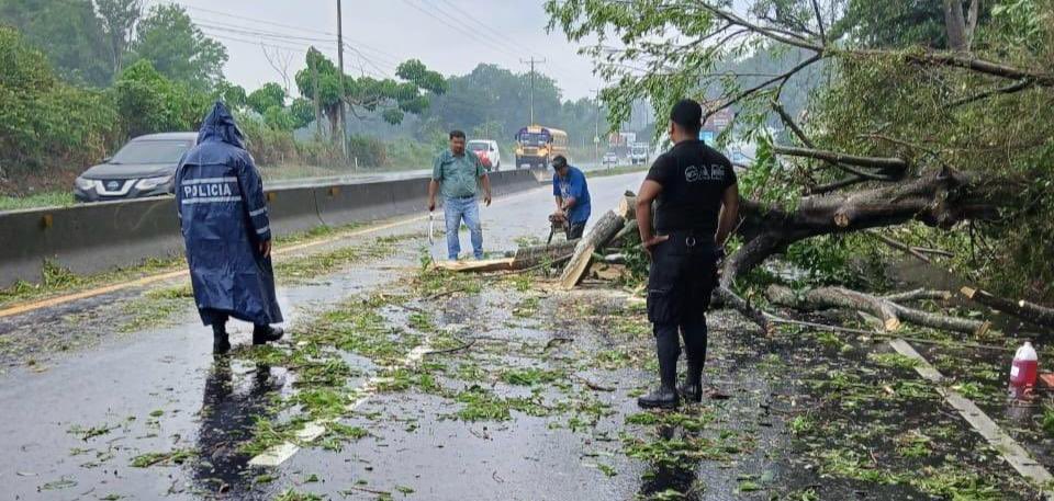 #Seguridad | Agentes de la @PNCSV realizaron la remoción de un árbol que había caído en el kilómetro 57 de la carretera Panamericana, en el desvío de Atecozol a Sonsonate. El Gobierno del Presidente @nayibbukele tiene en marcha el Plan Invernal 2024 para auxiliar a la población.