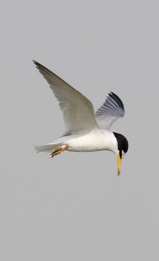 Little tern - Sternula albifrons - Küçük sumru 

#BirdsSeenIn2024
#birdwatching #birdphotography #BirdsOfX #naturelovers #GardenersWorld
#NaturePhotography #NatureBeautiful #flowerphotography #wildlifephotography #nikonphotography #hangitür