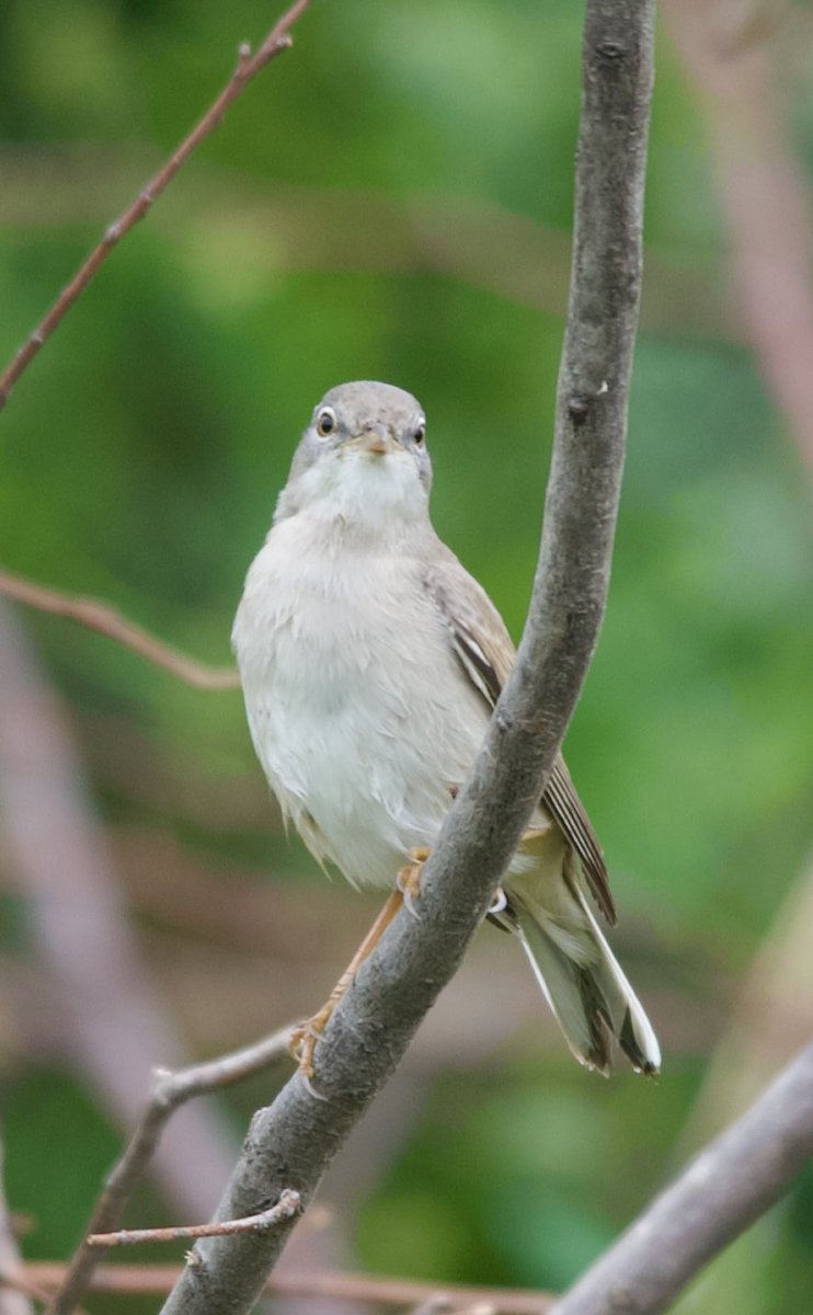 Common whitethroat - Curruca communis - Akgerdanlı ötleğen #BirdsSeenIn2024 #birdwatching #birdphotography #BirdsOfX #naturelovers #GardenersWorld #NaturePhotography #NatureBeautiful #flowerphotography #wildlifephotography #nikonphotography #hangitür