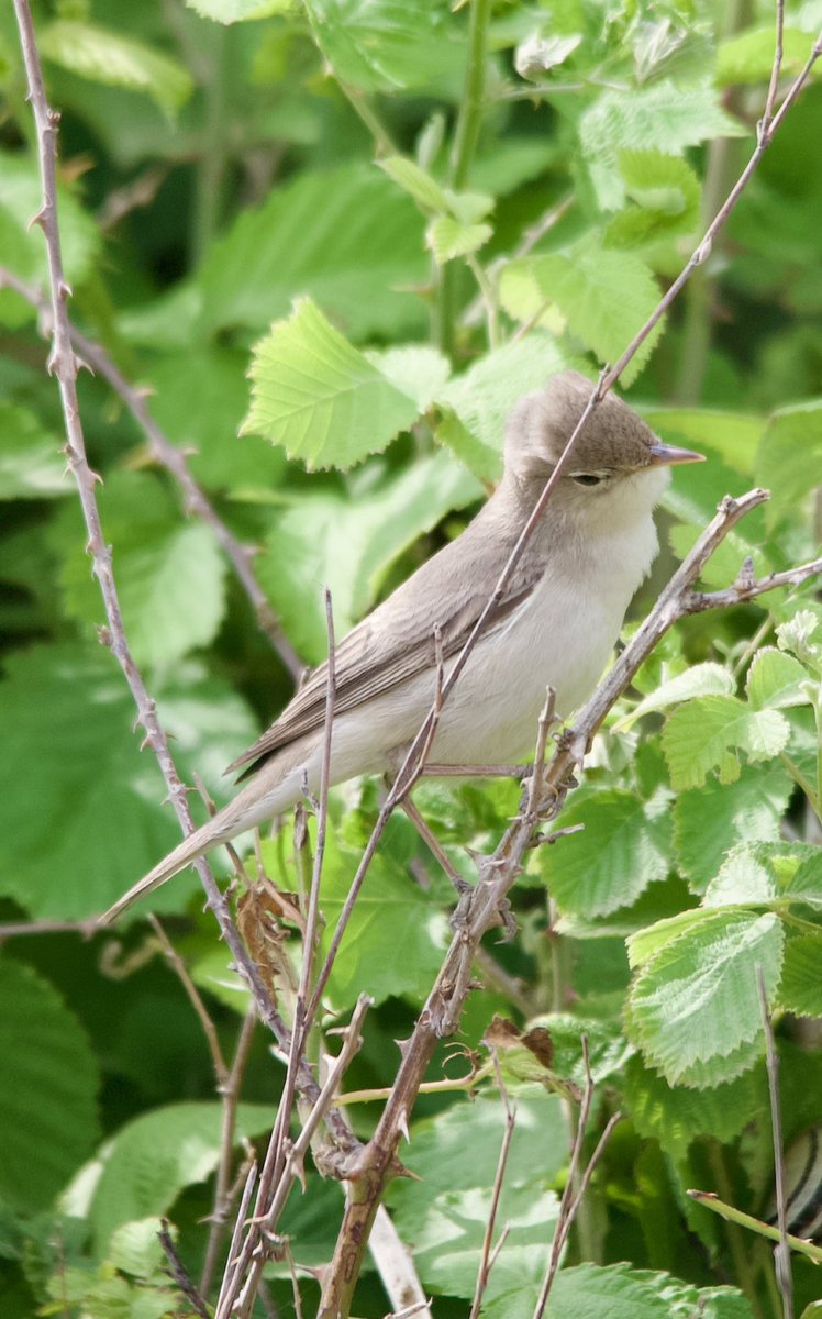 Eastern olivaceous warbler - Iduna pallida - Ak mukallit #birdphotography #BirdsSeenIn2024 #birdwatching #BirdsOfX #BirdDay #nature #naturelovers #NaturePhotography #NatureBeauty #GARDENリーグ #wildlifephotography #nikonphotography #Sigmaライバー #nikonZ6ii #hangitür