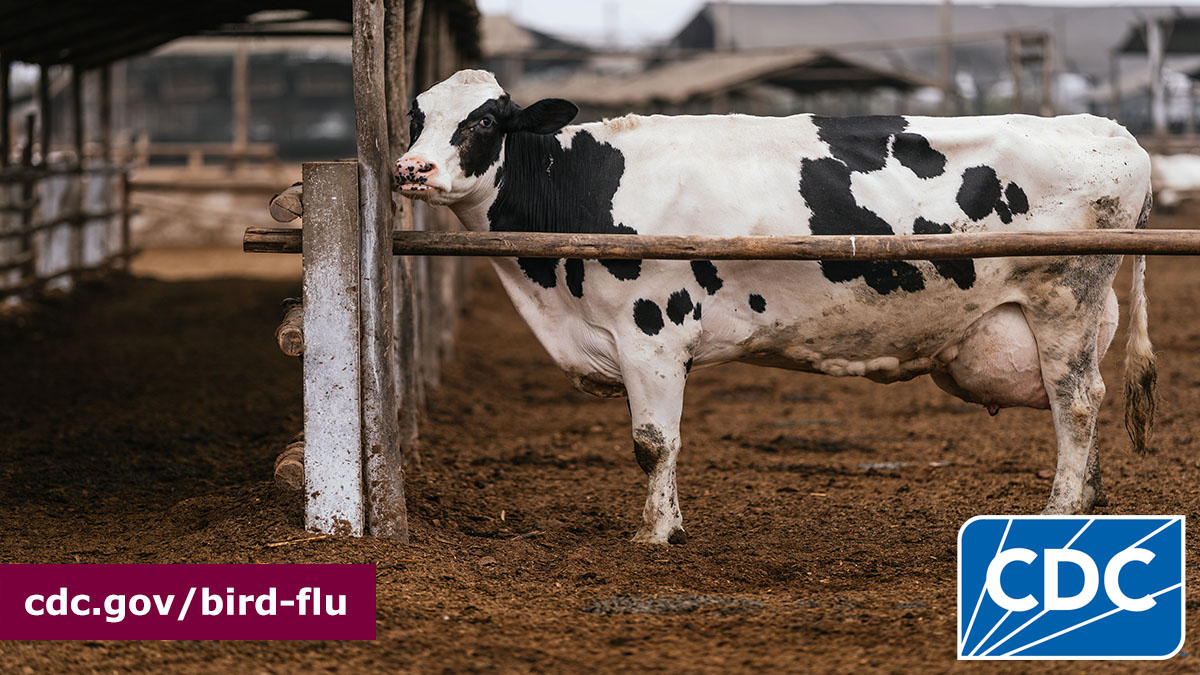 CDC confirmed a 2nd H5 bird #flu human infection in the U.S. associated with exposure to infected dairy cows. Based on information so far, CDC believes risk to the public continues to be low, but people with exposure to infected animals are at higher risk: bit.ly/4aqRMrW