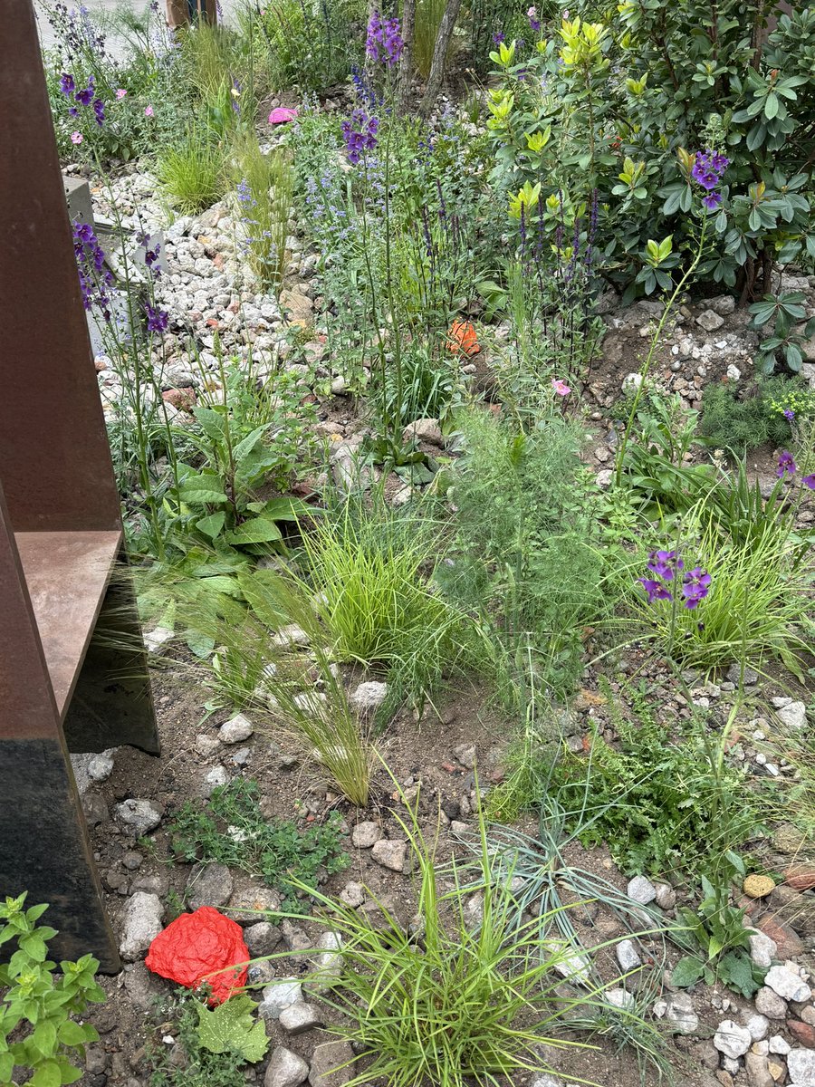 I love the use of colour here @The_RHS, joyful! It reminds me of the positivity I like to instill in others where sexual difficulties have taken there toll! 🧡❤️‍🩹🪴#chelseaflowershow #healing #positivity #gardens #mindfulness #colour #joy #thoughtprovoking #sexualwellbeing