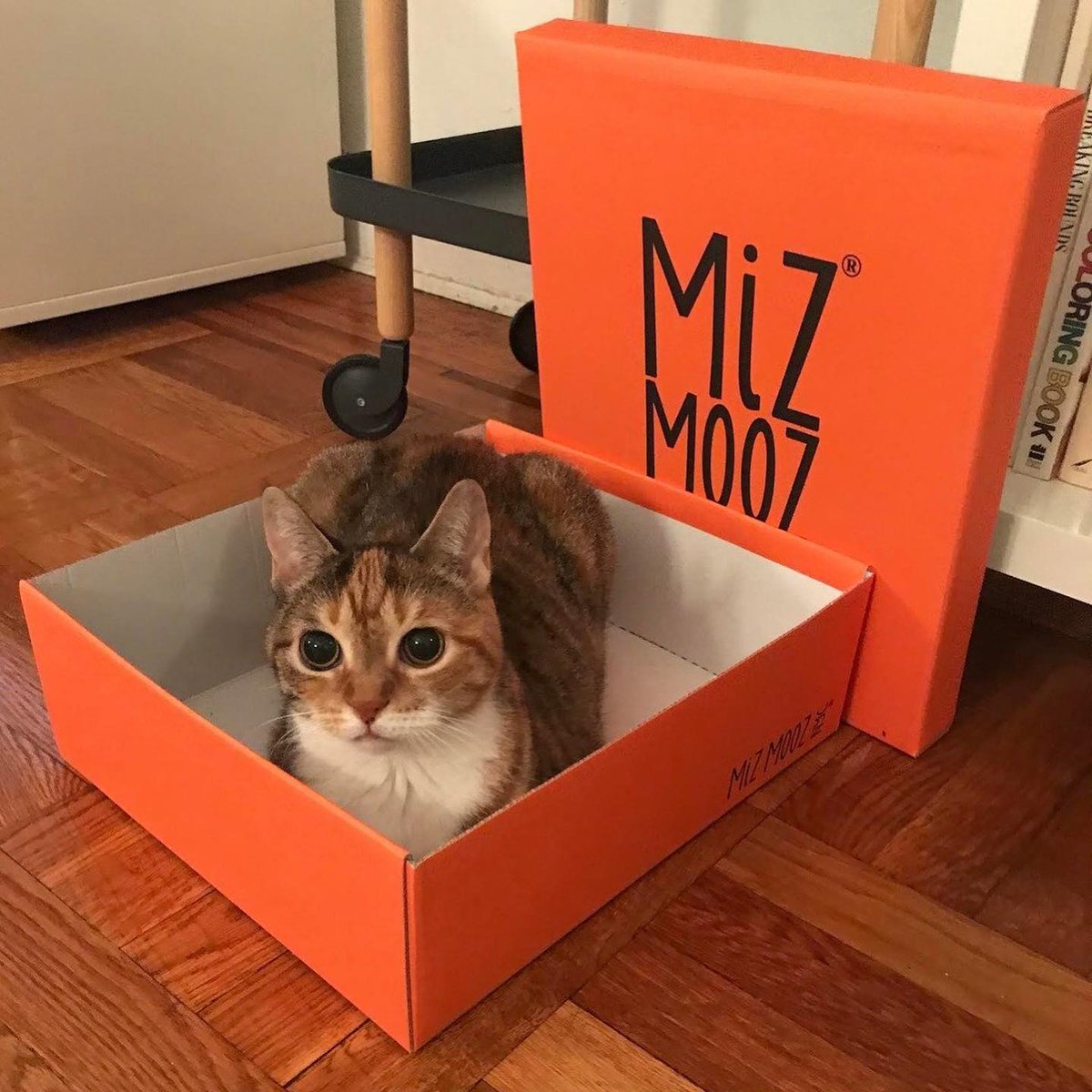 MizMooz's tweet image. Spring vibes 💅 💐 ft. the Medina Sandal, Dinah the Cat, the Gwen Slide, and the Carlitos Boot! miz-mooz.com #springshoes #mizmooz