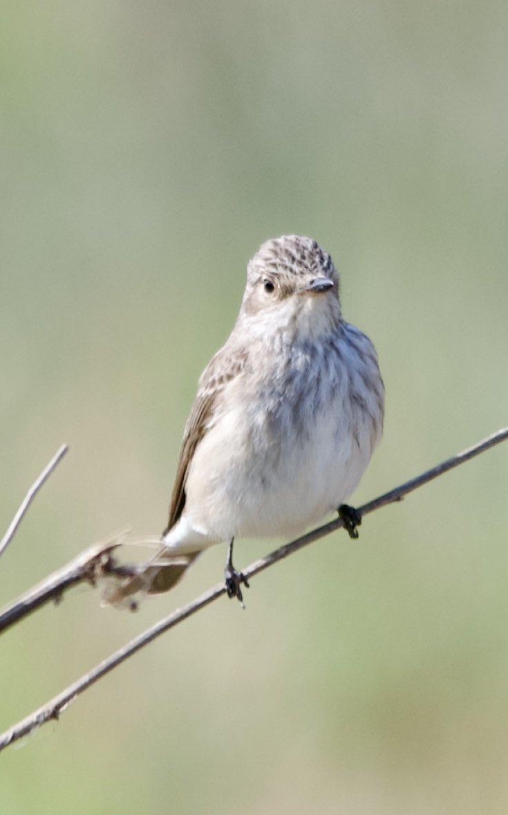 Spotted flycatcher - Muscicapa striata - Benekli sinekkapan #birdphotography #birdwatching #birdart #BirdsSeenIn2024 #BirdsOfX #nature撮影会 #naturelovers #NaturePhotography #GardeningX #Sigmaライバー #wildlifephotography #nikonphotography #nikonz6ii #hangitür