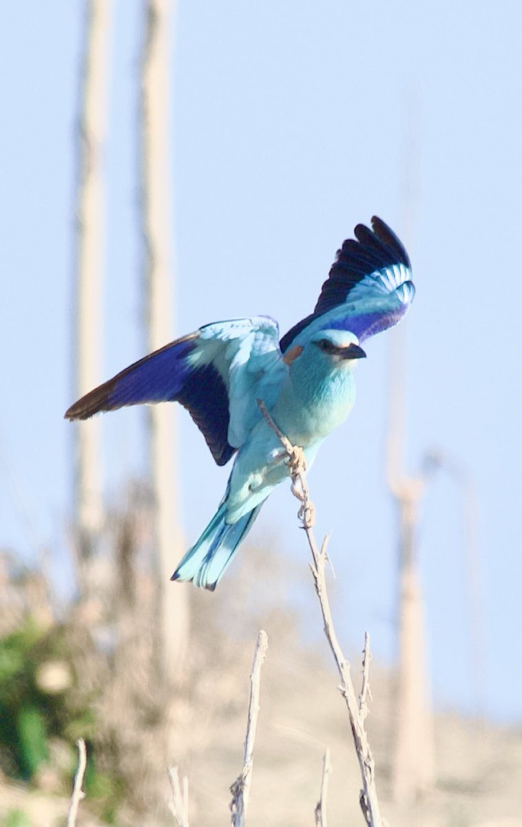 European roller - Coracias garrulus - Gökkuzgun #BirdsSeenIn2024 #birdphotography #birdwatching #nature撮影会 #naturelovers #GardeningX #GardenersWorld #NaturePhotography #naturetherapy #Sigmaライバー #wildlifephotography #flowers #nikonphotography #nikonz6ii #hangitür