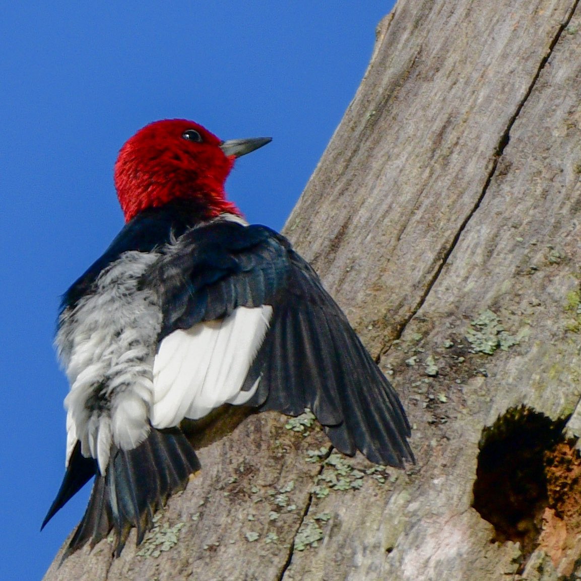 Red-headed Woodpecker drying off after a rainy night. Love how striking the red is against the clear blue sky. #WoodpeckerWednesday #Birds #Birding #BirdTwitter #BirdPhotography