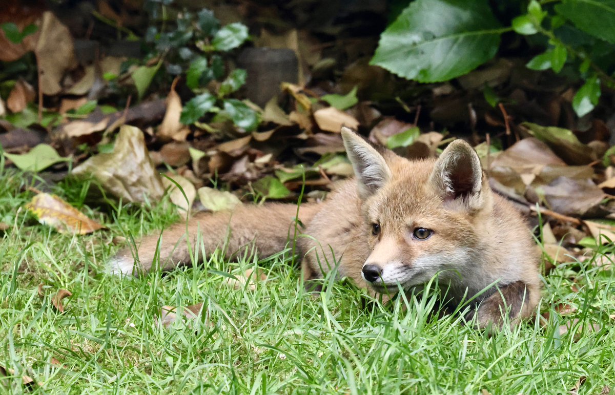 fionaliddiard's tweet photo. My garden fox cubs are growing up fast and really starting to look more like gangly mini foxes than fluffy cubs now. Such a treat to watch them every day 🦊😍 https://t.co/aYYvwGlEe0