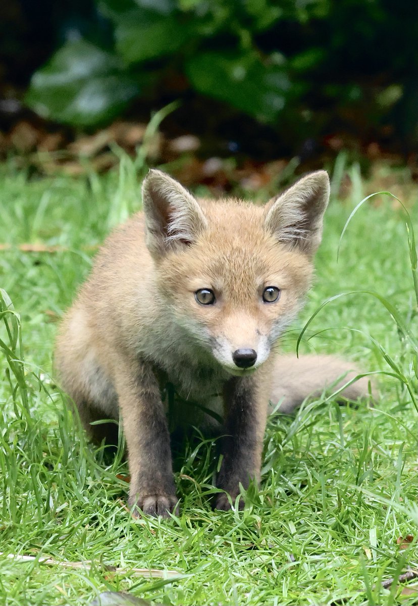 fionaliddiard's tweet photo. My garden fox cubs are growing up fast and really starting to look more like gangly mini foxes than fluffy cubs now. Such a treat to watch them every day 🦊😍 https://t.co/aYYvwGlEe0