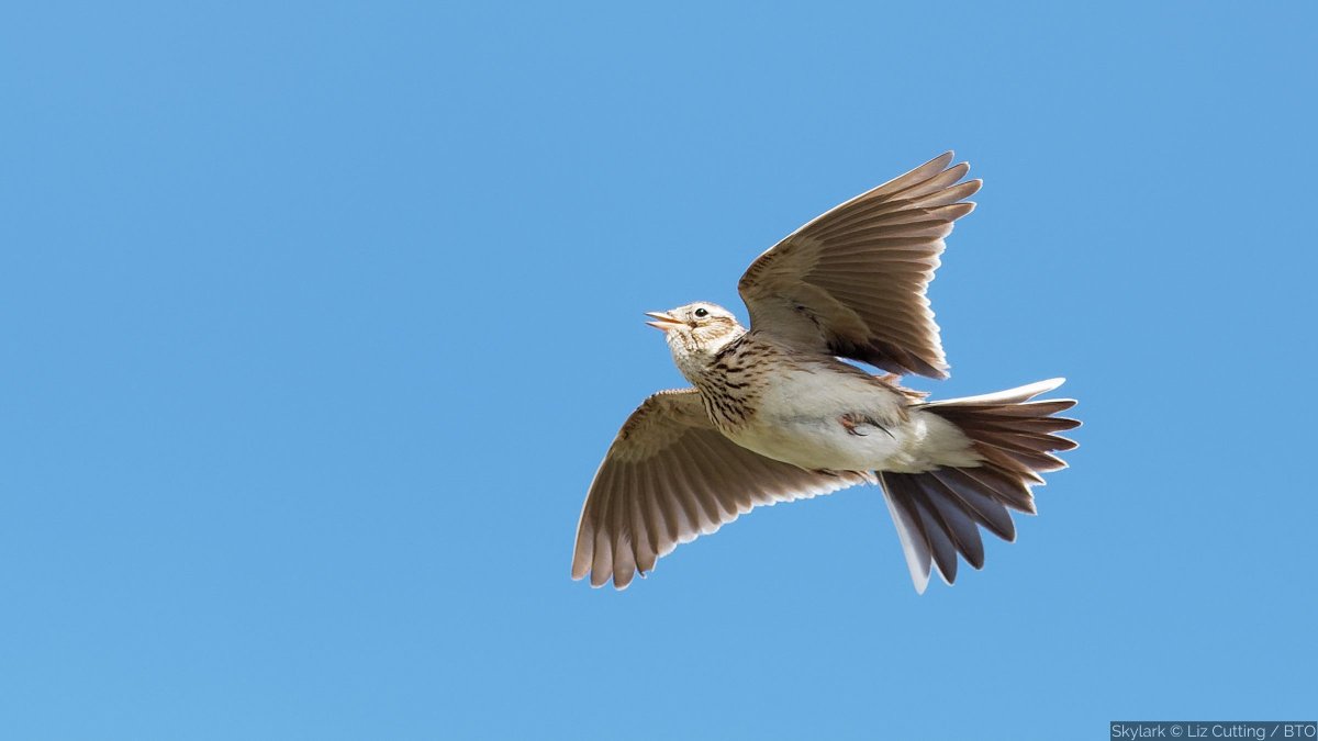 Did you know that 46% of UK bird species declined between 2016 and 2021? But, there is hope. Some species like Skylark & Corn Bunting may now be showing signs of recovery. Donate today to help BTO fight back against biodiversity loss ➡️ bit.ly/_BiodiversityB… #BiodiversityDay