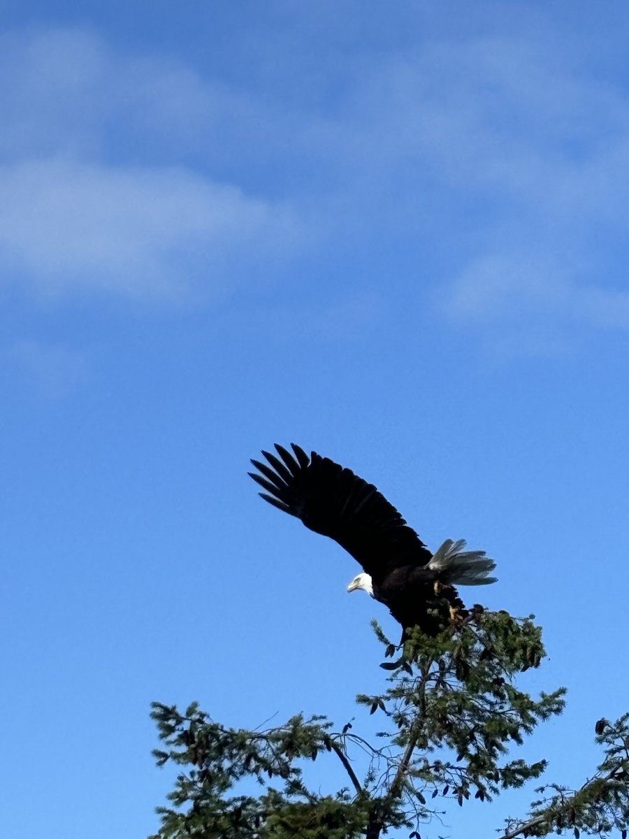Bald eagle in the hood courtesy of a friend! 👀😁🦅🦅😍❤️🇨🇦👏👏