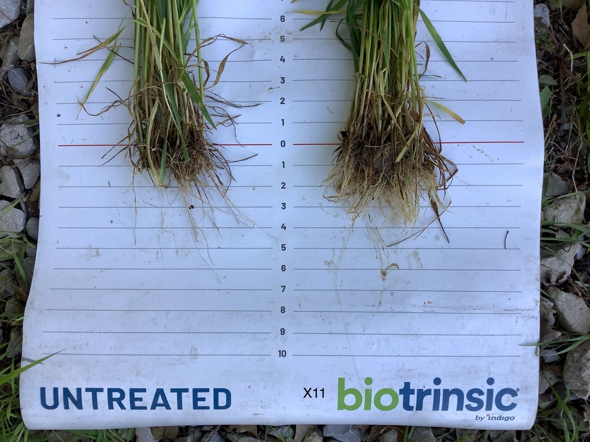 Indigo's new product biotrinsic® X11 FP is showing very strong performance in early-season Kentucky wheat trials, with significant increase in healthy root mass. Learn more about how biological products can benefit your crops --> indigo.bz/3K9iRFs