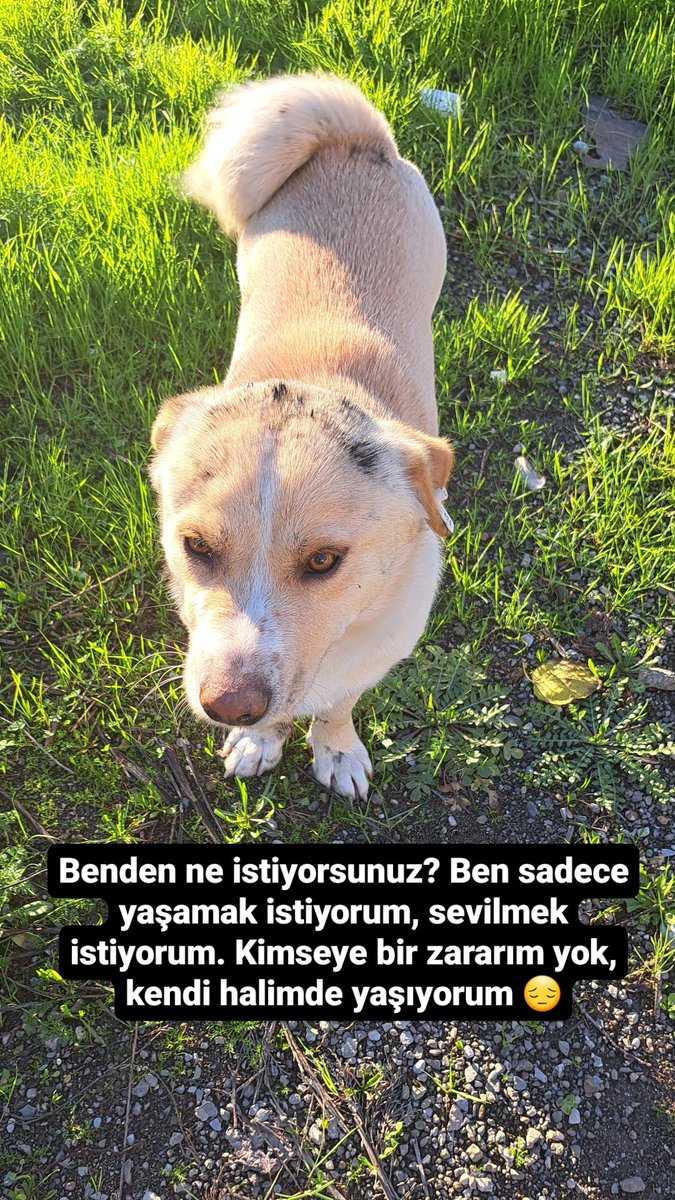 elicilo's tweet photo. #katliamahayır #sokakhayvanlarisahipsizdeğil #sokakhayvanları

Bu kampanyayı imzalayarak bana destek olur musun? 🐶
https://t.co/Ykvc84fpYJ https://t.co/iRBtfyhpjU