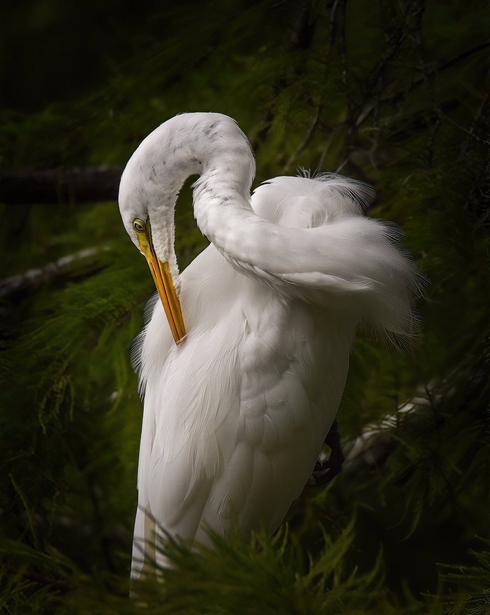 GOOD AFTERNOON #TwitterNatureCommunity and happy #Waderwednesday 📸🌎

Here’s a Great Egret with a “James Audubon” feel to it. 

#BirdsOfTwitter #BirdTwitter #Birds