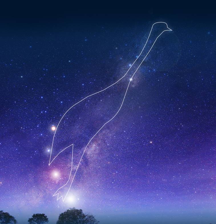 The Incas weren’t the only ones to see dark constellations in the Milky Way. Some Indigenous groups in Uruguay and southern Brazil saw a rhea (ñandu), a large flightless bird native to South America.