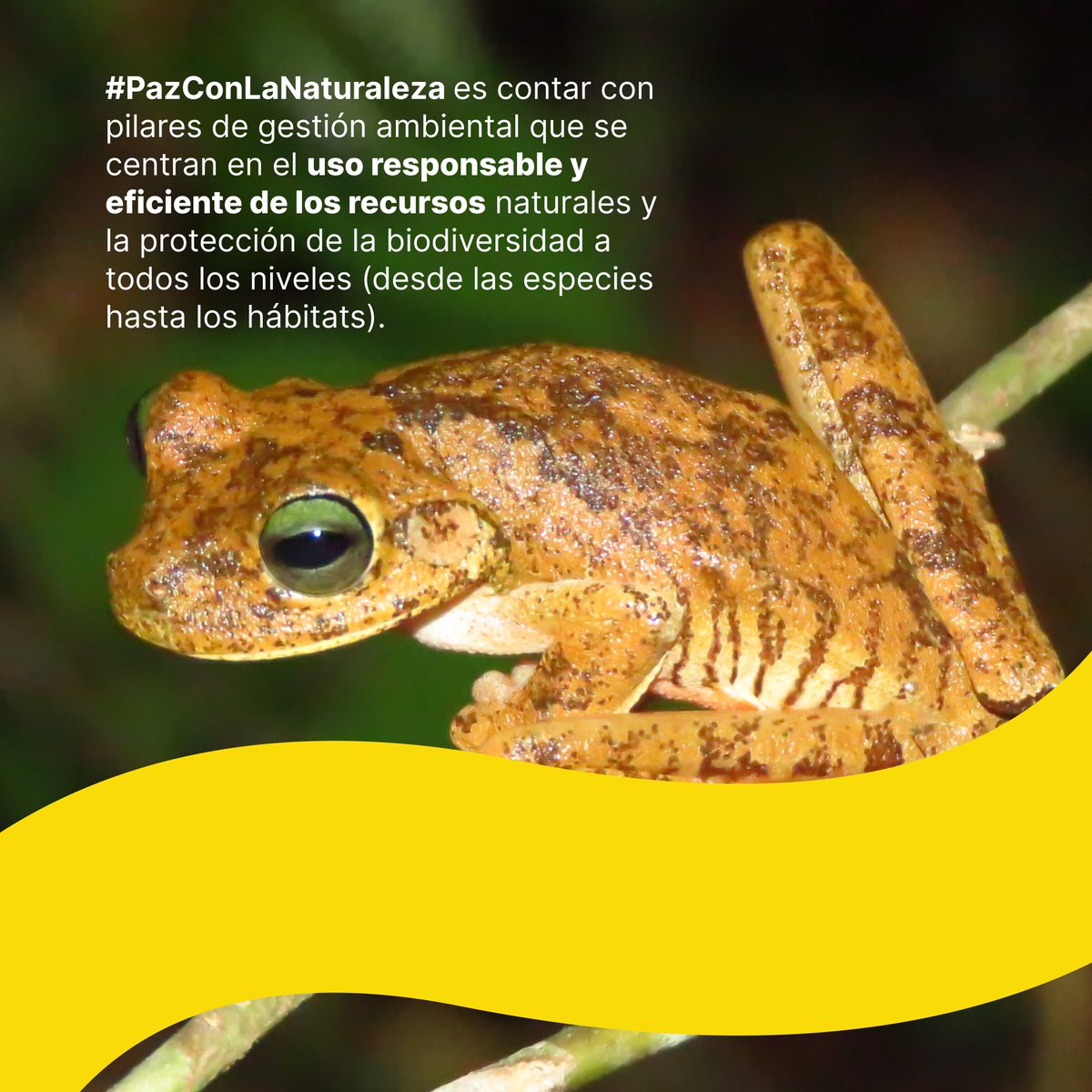 En el #DíaInternacionalDeLaBiodiversidad, reconocemos la importancia de la biodiversidad para la vida humana.En SierraCol,nos comprometemos a proteger y preservar nuestra riqueza natural, asegurando su protección para las generaciones futuras. #PazConLaNaturalezaEs #COP16Colombia