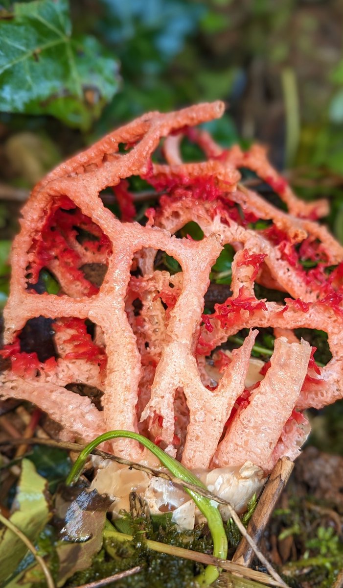 Red cage fungus (Clathrus ruber), seen today in the woods of central France.