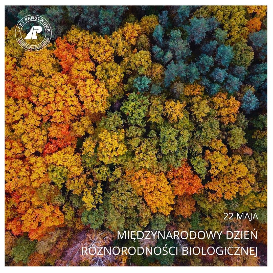 Działania „Kompleksowego projektu ochrony gatunków i siedlisk na obszarach zarządzanych przez PGL LP”objęły teren 1️⃣1️⃣4️⃣nadleśnictw, 1️⃣1️⃣7️⃣obszarów NATURA 2000, 3️⃣0️⃣typów siedlisk, 3️⃣2️⃣gatunki zwierząt i roślin. 
Więcej o rezultatach: ckps.lasy.gov.pl/documents/1741…
#BiodiversityLoss