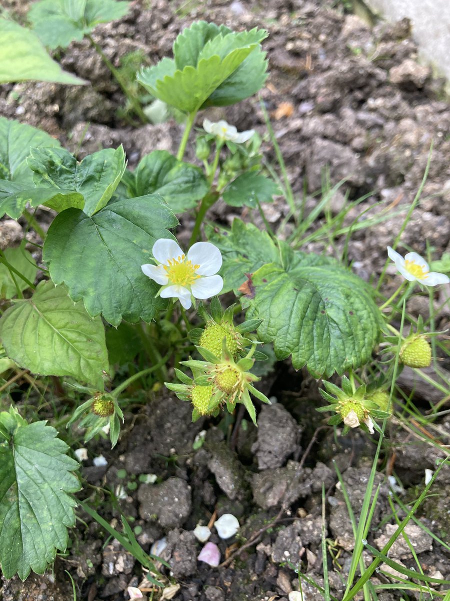 RDA students have worked their magic, our veg plot is looking glorious 🍓🥔🌱🌽🧅🥬☀️🌦️