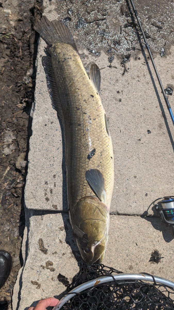 Holy shit I caught a massive Bowfin today LMFAO

This shit is insane

Couldn't get a selfie cuz I was alone so I tried to provide my hand as reference for scale 

(Note: I have large hands lol)