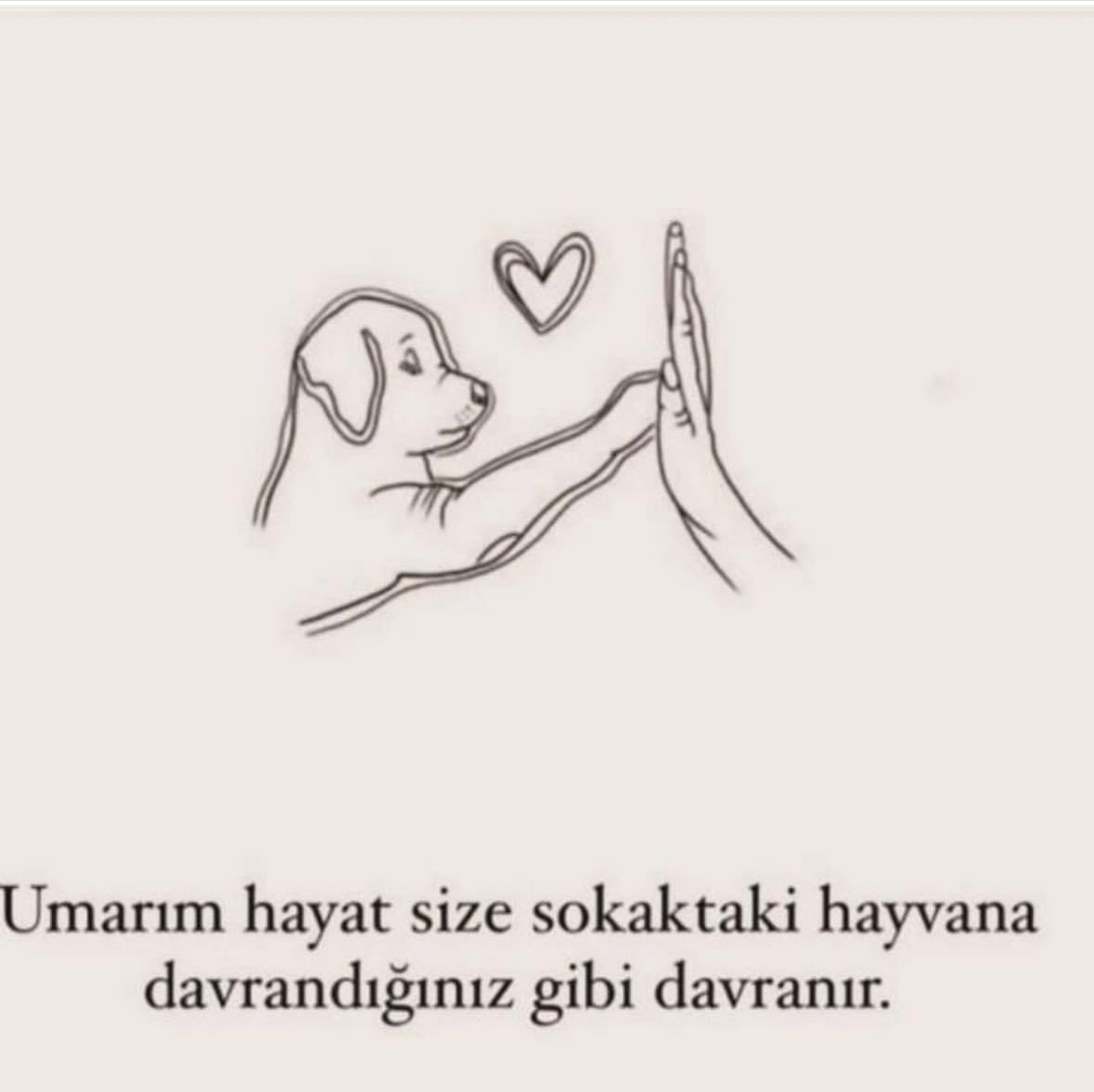 #sokakhayvanlarisahipsizdeğil