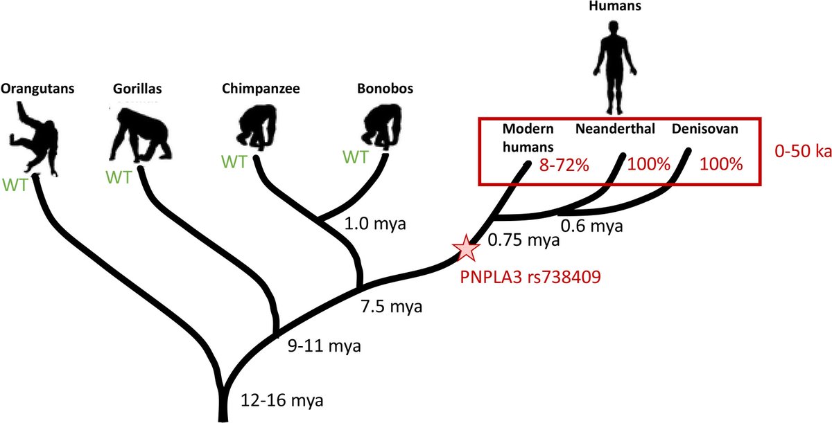 #GUTImage from the paper by Geier et al on 

'PNPLA3 fatty liver allele was fixed in Neanderthals and segregates neutrally in humans' via bit.ly/4byDJ4X

#FattyLiver #LiverTwitter
