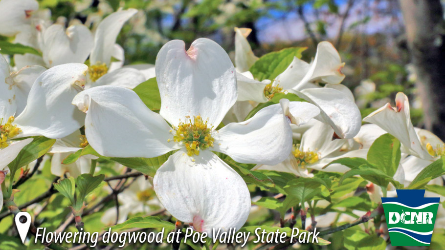 Look for flowering dogwood trees blooming at #PaStateParks with their white blossoms brightening the forest. This #PaNativeSpecies grows many red berries in summer that provide an abundant amount of food for birds. #WhatsHappeningWednesday #SignsOfSpring