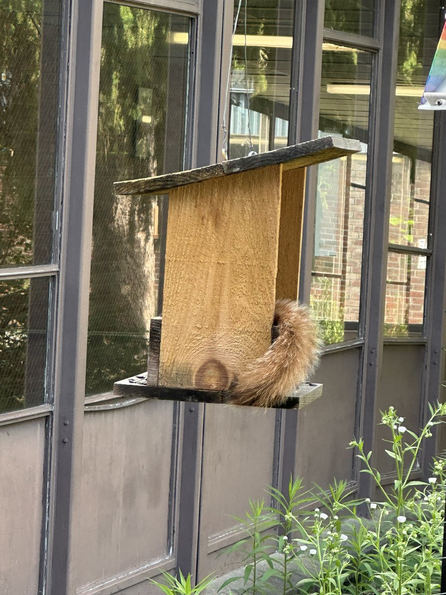 Our amazing @A2Abbot PLTW teacher, Mrs.Nickerson, takes care of our little garden area at Abbot. She 'Squirrel Proofed' the bird feeders, but as you can see our squirrels deicded they were up to the challenge. Peep the fluffy tail sticking out. @A2schools