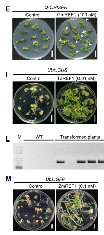 ChenxinLi2's tweet photo. Addition of small peptide REF1 (REGENERATION FACTOR1) in media improves soybean, wheat, and maize regeneration at various concentrations (0.01 nM to 100 nM, huge range). 

From: https://t.co/Xjrt2wIMat https://t.co/1d9ckgKNYJ