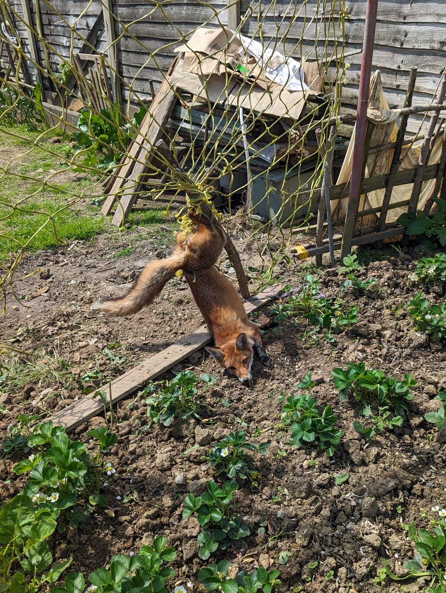 Rescue Story Part 1 ...Mrs.#Fox 🦊 got herself in a real pickle near Yeovil in #Somerset yesterday.Thankfully Animal Rescue Officer Ali was able to disentangle her and rush her to the Wildlife Hospital @rspca_official 78 #netting #rescue