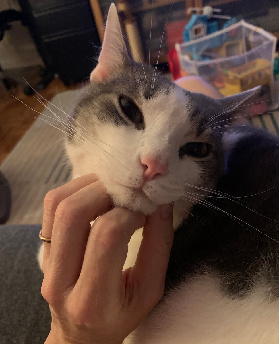 That's the spot! . #jasperthegreat #domesticshorthair #meow #cat #cats #pets #nyccats #kitty #thedailykitten #pawsandpaws #instacat #dailyfluff #petoftheday #bestmeow #catlovers #catlife #catstagram