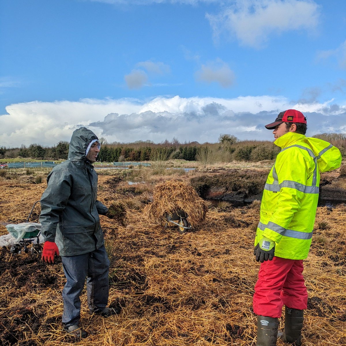 Helping to restore nature one action at a time! 🌱🧑‍🌾 'Sowing the bog' by laying out Sphagnum moss and then mulching it with straw on Adrian's farm. Once established the Sphagnum will lock in the carbon, boosting biodiversity, reducing water pollution and restoring this habitat