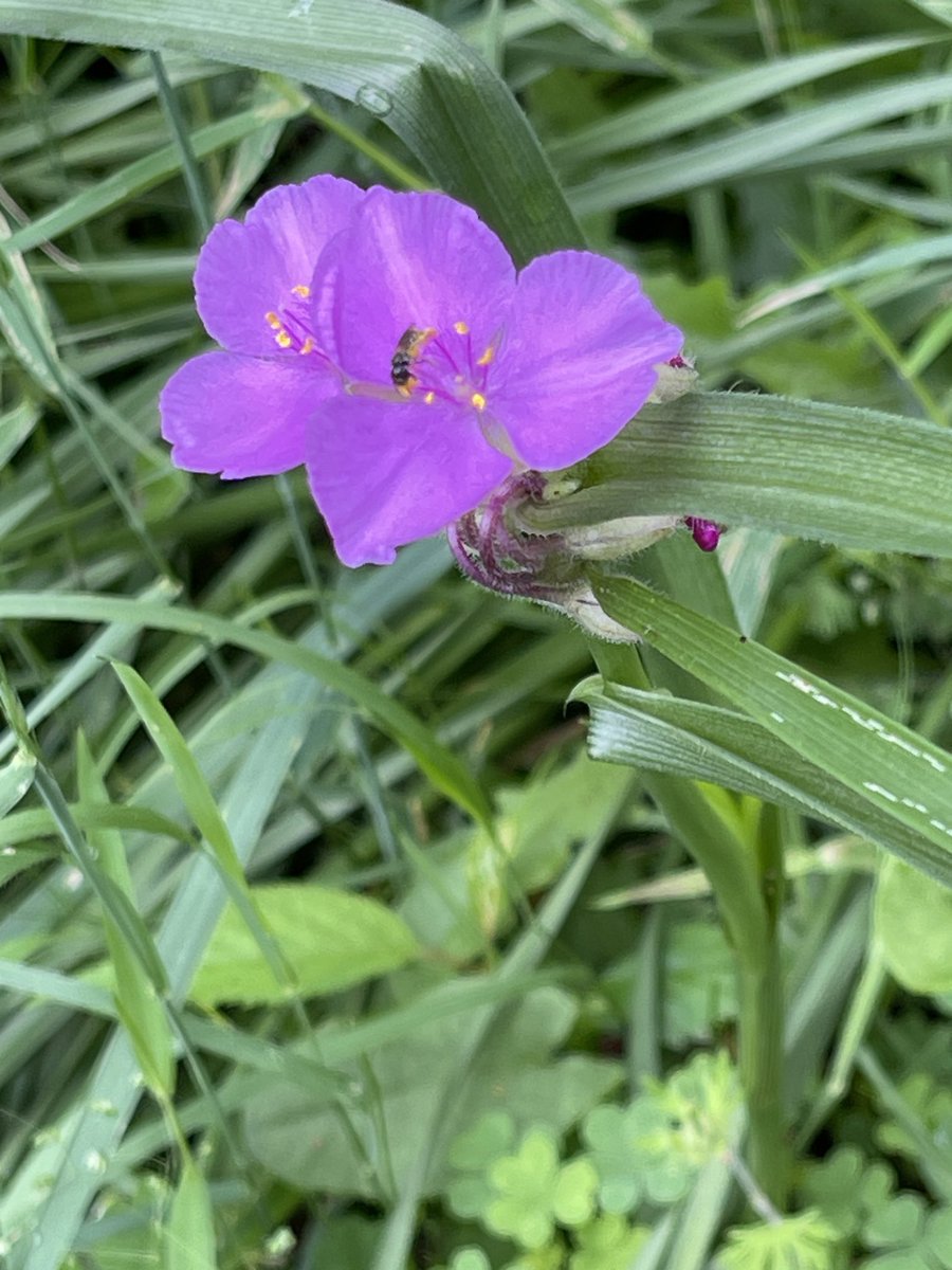 下手な写真ですが、ペデにひっそり咲いていたムラサキツユクサにやって来たミツバチ🐝
暑くてもしっかり仕事しています
私も頑張ろう
#つくば