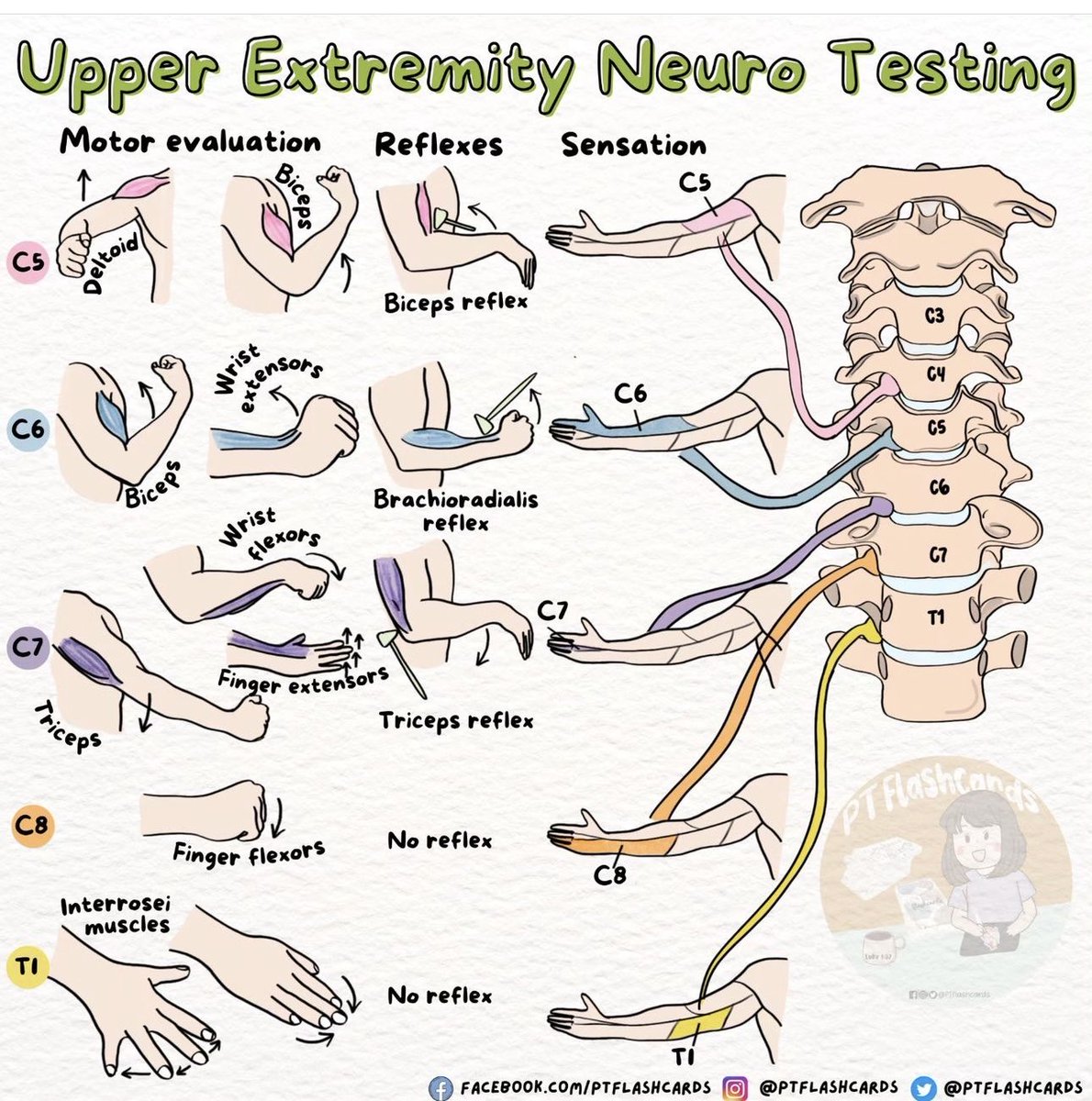 OGdukeneurosurg's tweet image. Arm Neuro help from @PTFlashcards